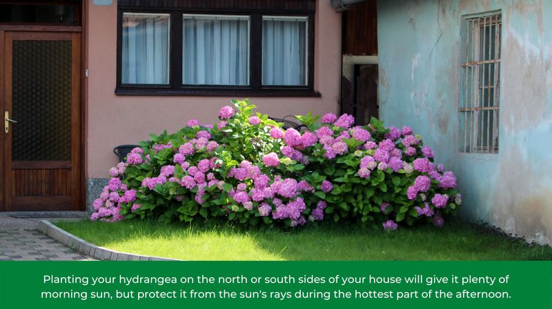 Opposite sides of the house can create different hydrangea microclimates Opposite sides of the house can create different hydrangea microclimates