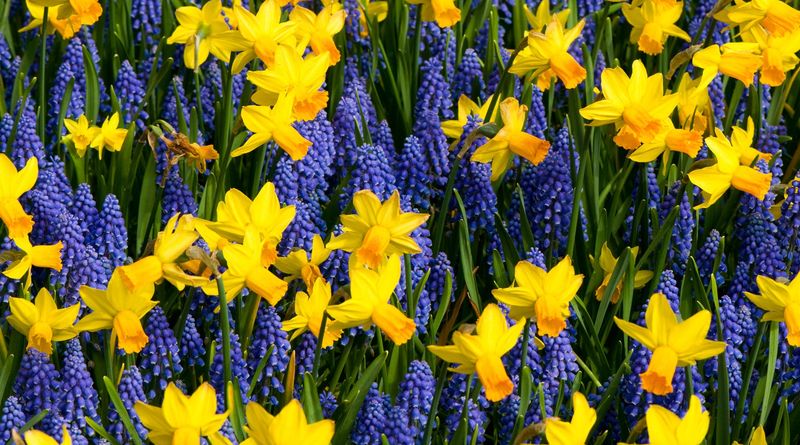 Order bulbs in September, then plant them on the cooler calendar