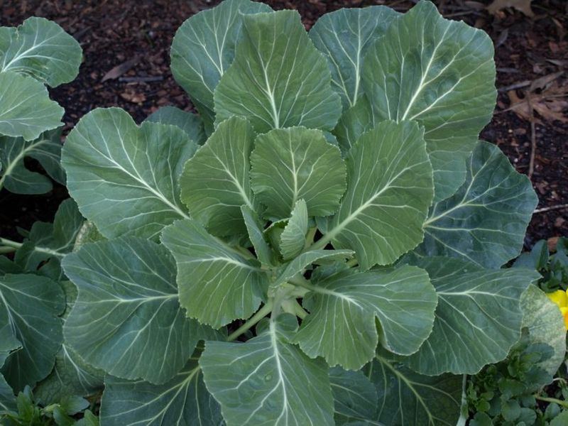 Ordinary rain is not a proven cause of bitter collards
