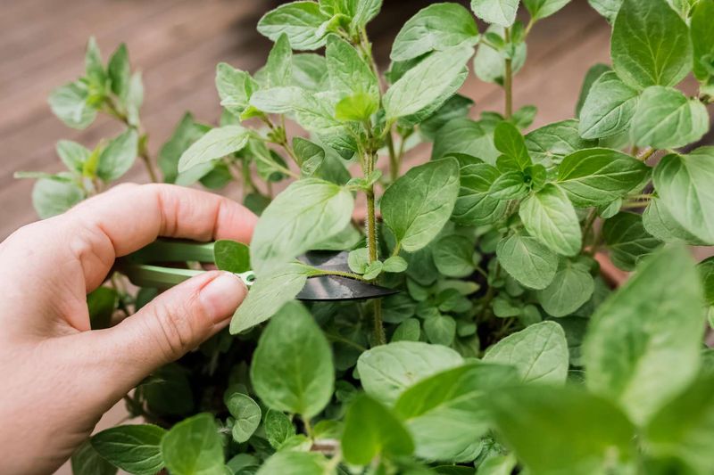 Oregano fits the seasonal harvest—but North Carolina does not share one calendar Oregano fits the seasonal harvest—but North Carolina does not share one calendar