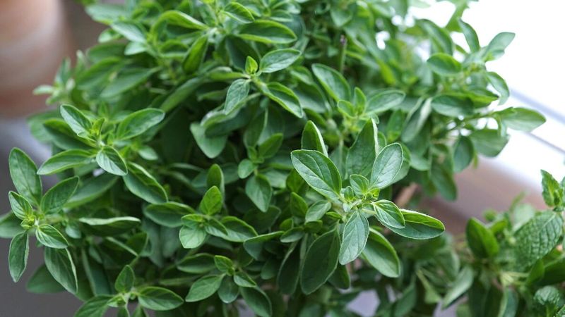 Oregano