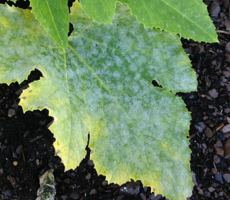 Other diseases change what the yellowing means Other diseases change what the yellowing means