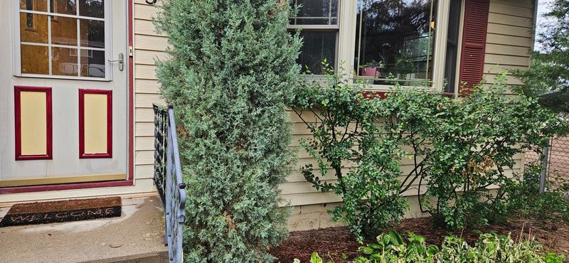 Overgrown Shrubs Touching the House