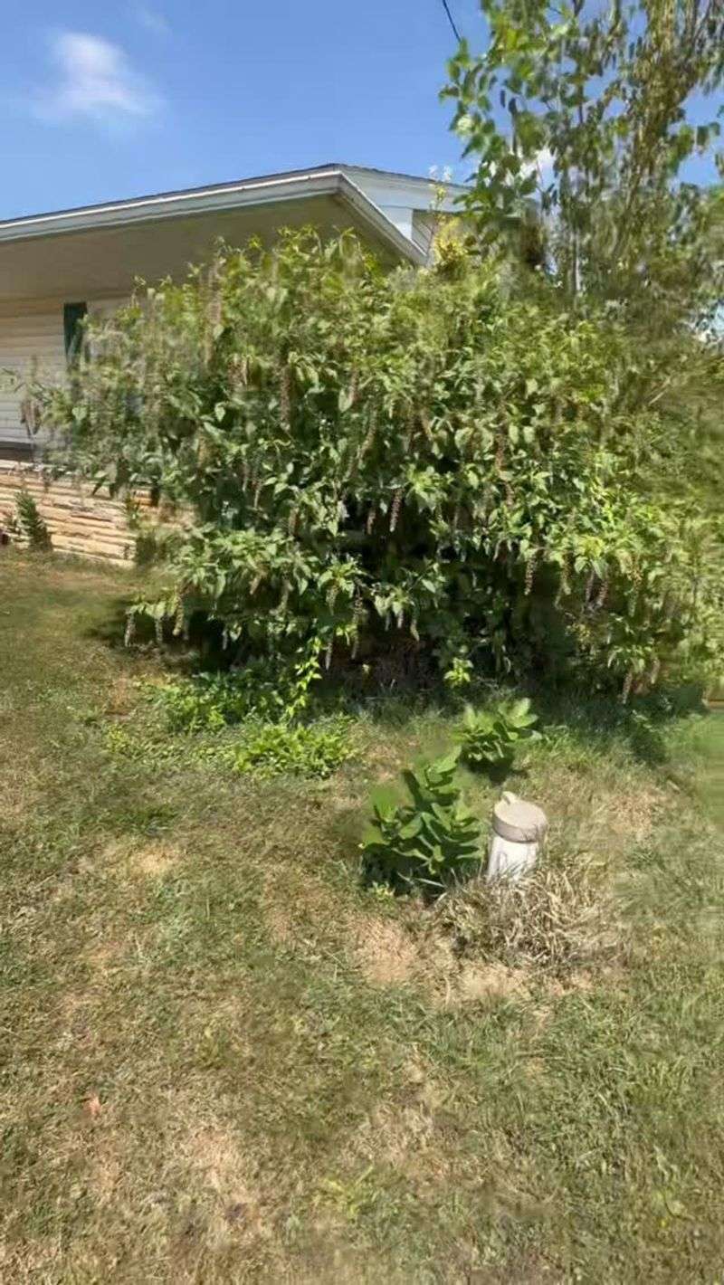 Overgrown edges and unnecessary lights can add cover and prey