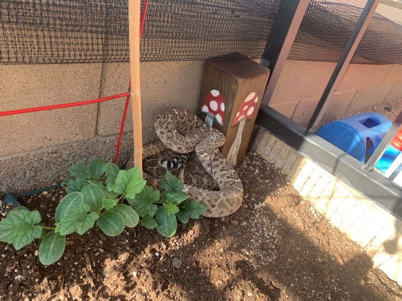 Overwatered Mulch Beds Near the House