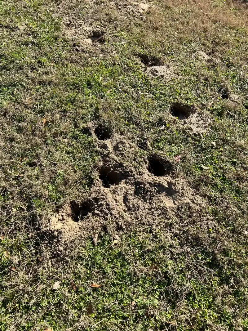 Overwatered Sandy Soil