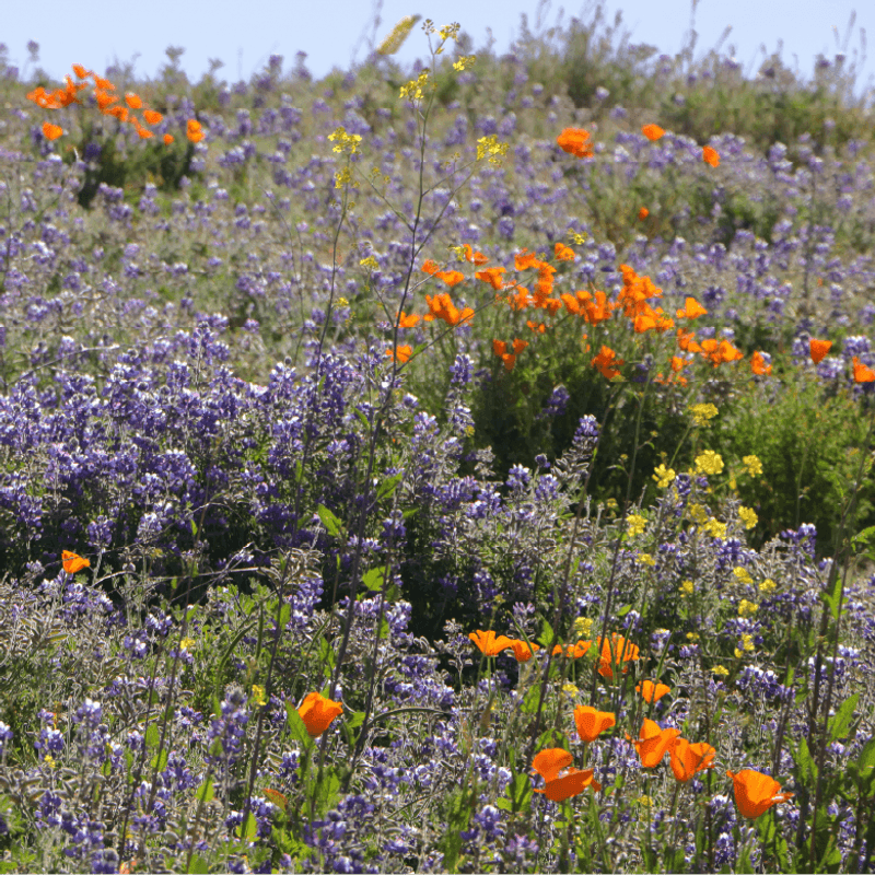 Pacific Coast Seed
