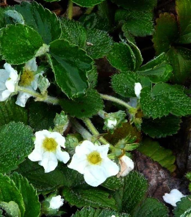 Pacific Coast Strawberry (Fragaria chiloensis)