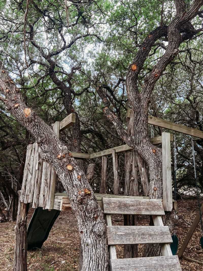Paint every fresh oak wound immediately