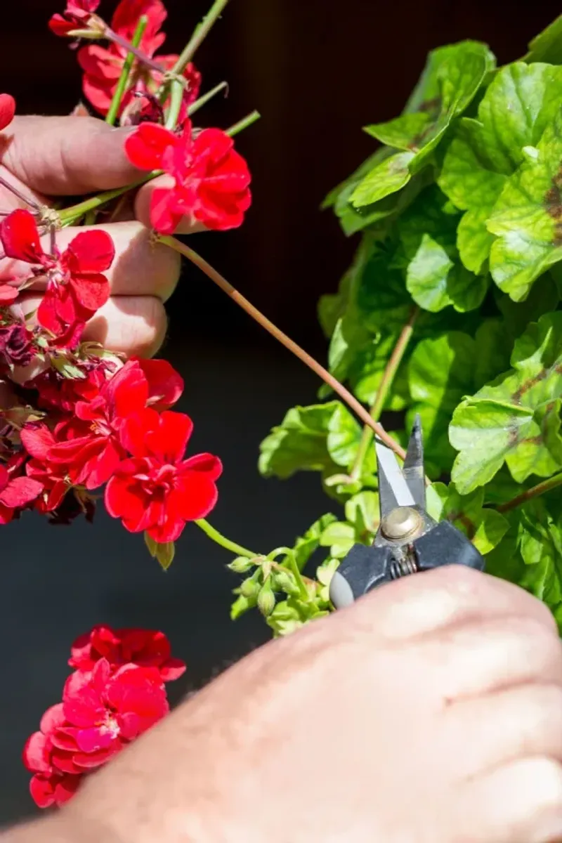 Pair Feeding With Pruning, Watering, and Deadheading