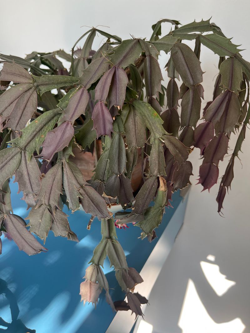 Pair Limp Stems With Wet Soil to Assess Root Trouble