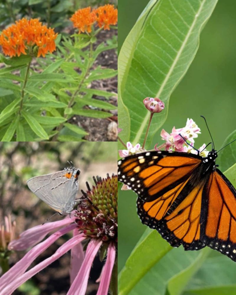 Pair goldenrod with milkweed for a fuller monarch habitat