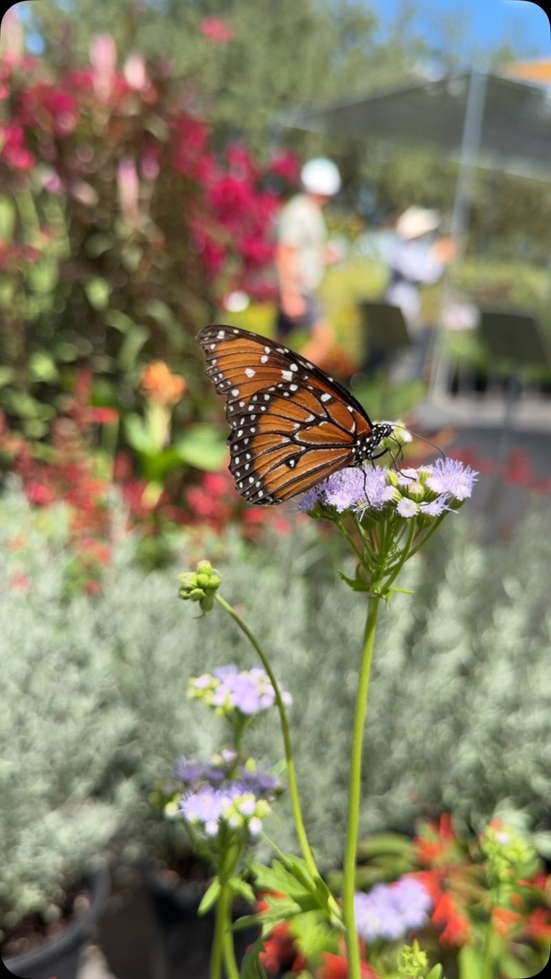Pair the host plant with fall nectar