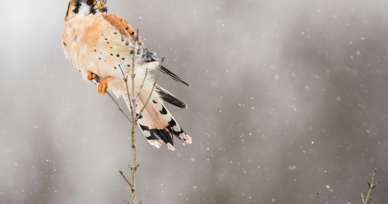 Pair wildlife-friendly habitat with proven rodent protection