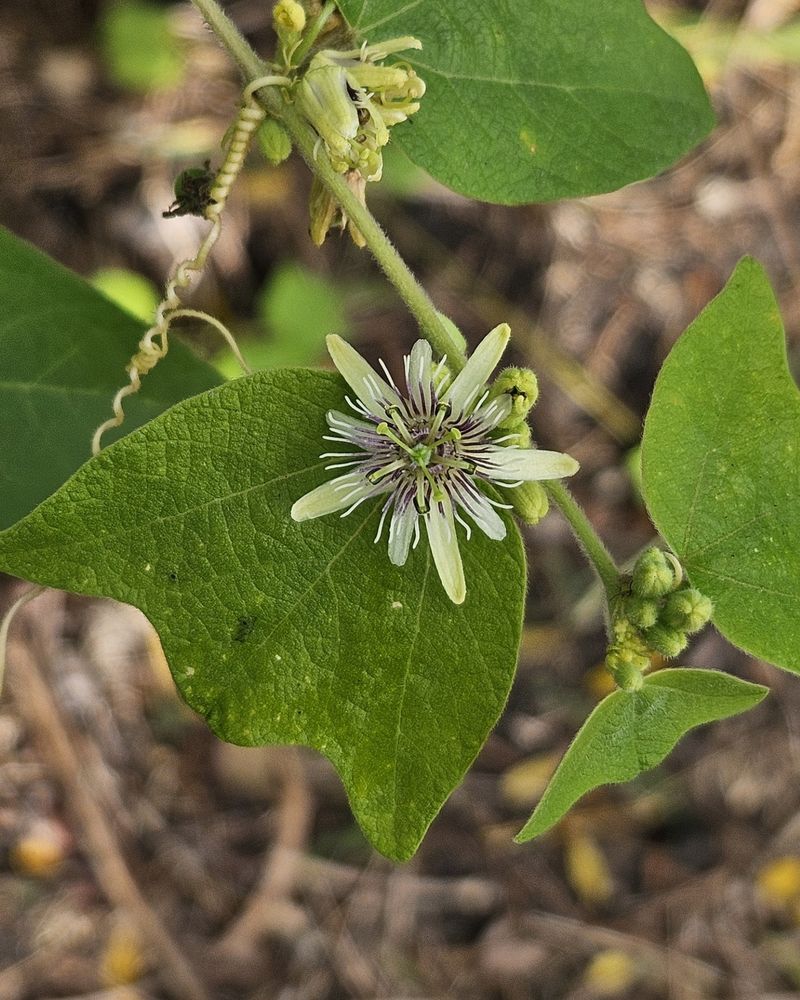 Pale Passionflower