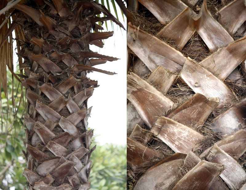 Palm boots are old leaf bases, not bark or junk