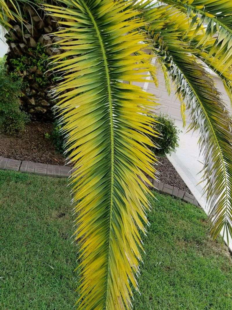 Palms With Yellow Fronds Palms With Yellow Fronds