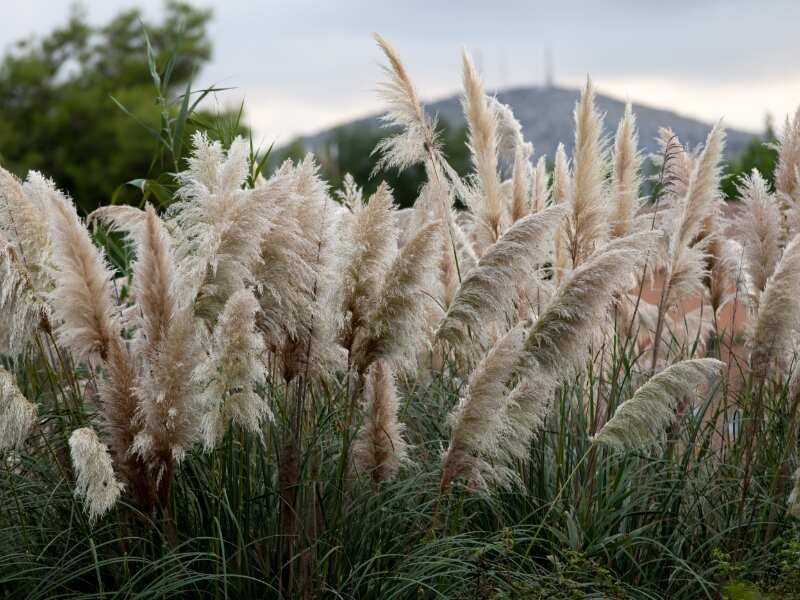 Pampas Grass Pampas Grass