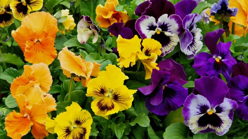 Pansies establish best within a moderate cool-season range