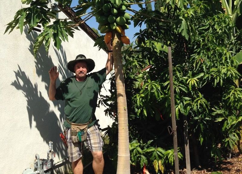 Papaya Tree Nursery (Granada Hills)