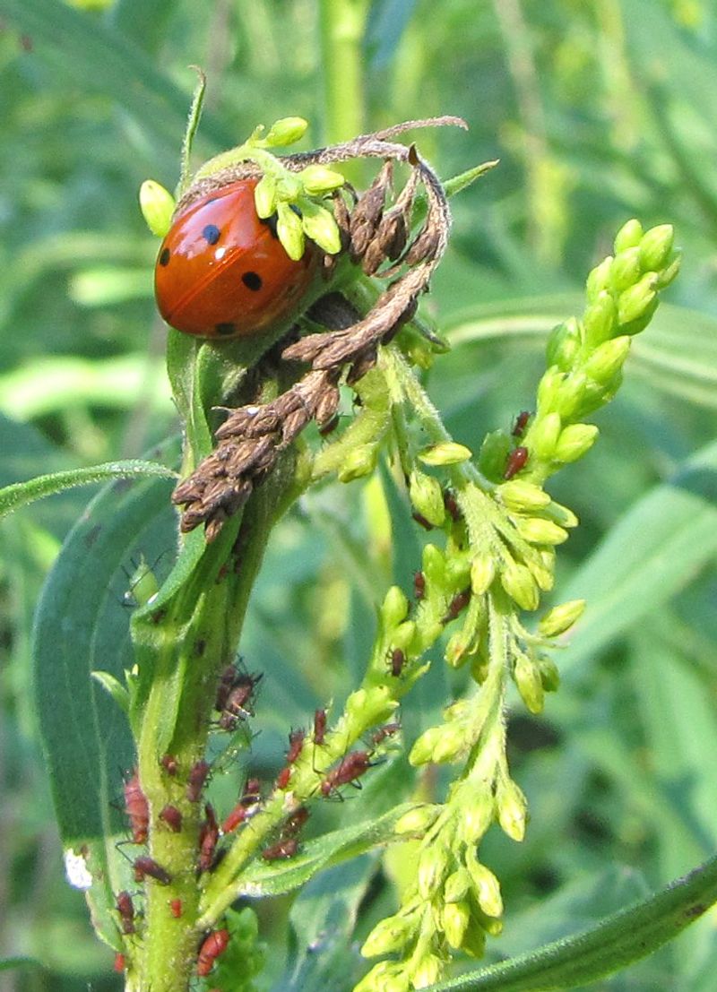 Partridge Pea
