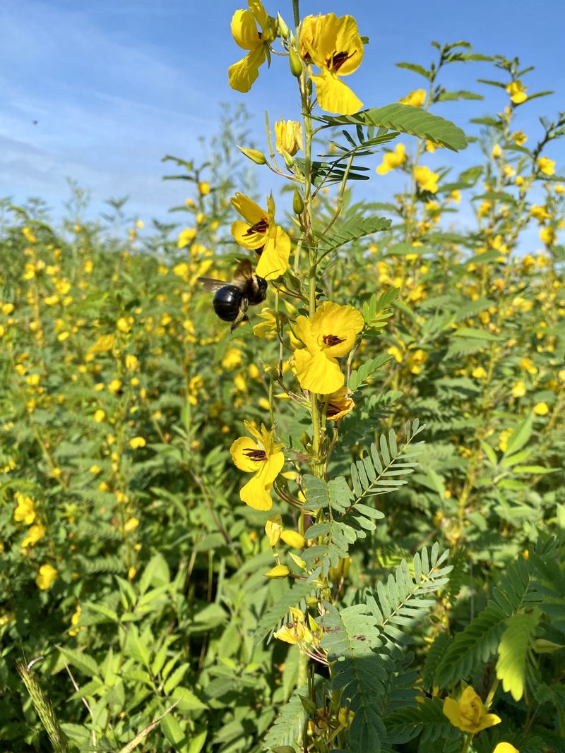 Partridge Pea (Chamaecrista fasciculata)