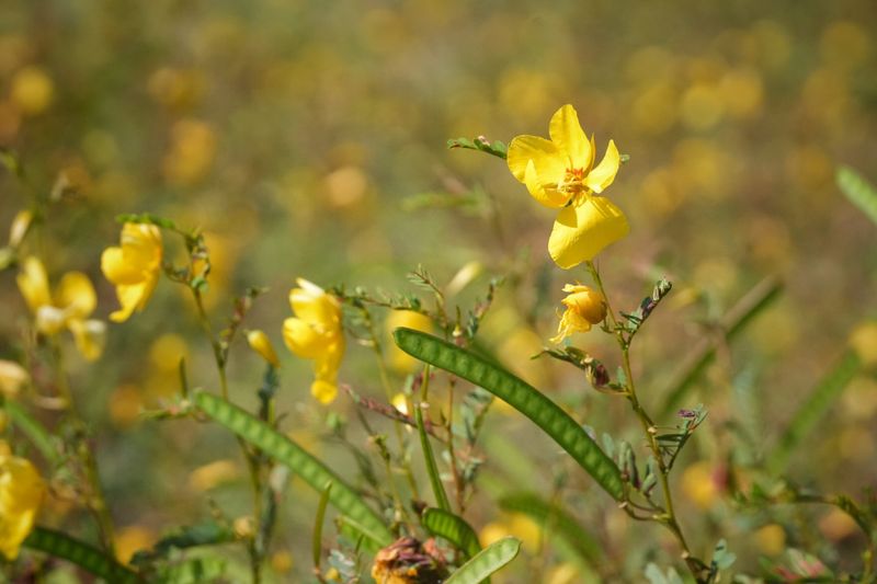Partridge Pea