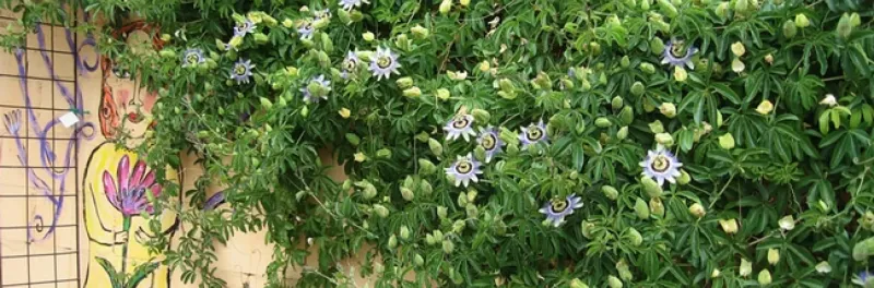Passionflower (Passiflora)