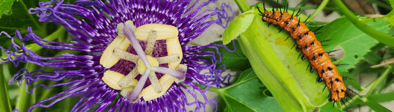 Passionflower Vine Passionflower Vine