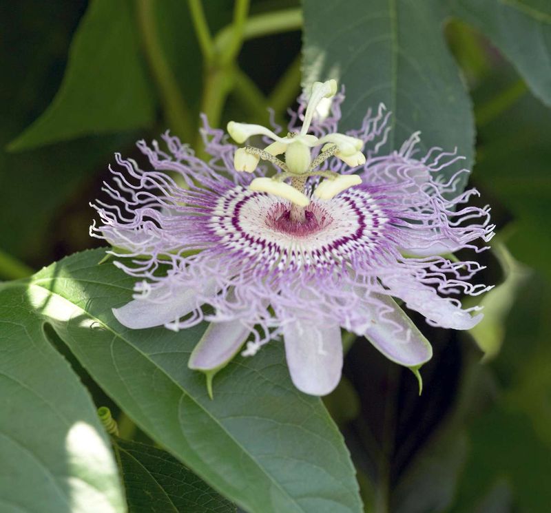 Passionflower