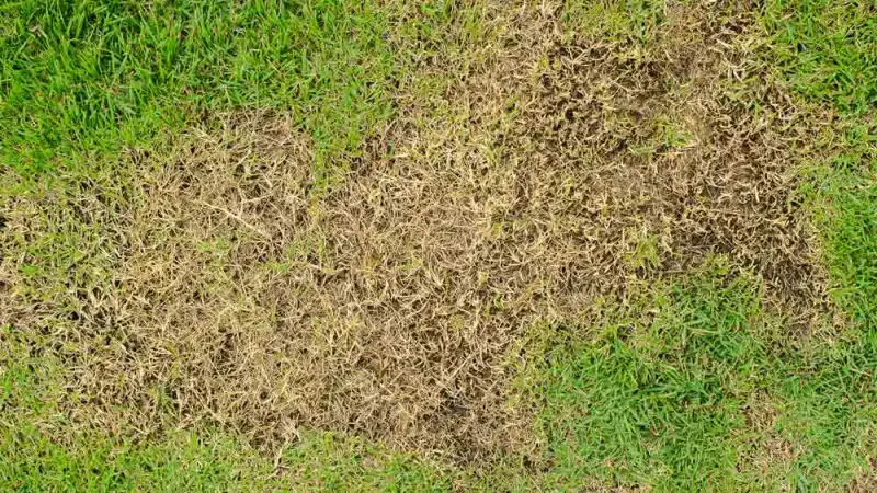 Patch patterns can point away from drought