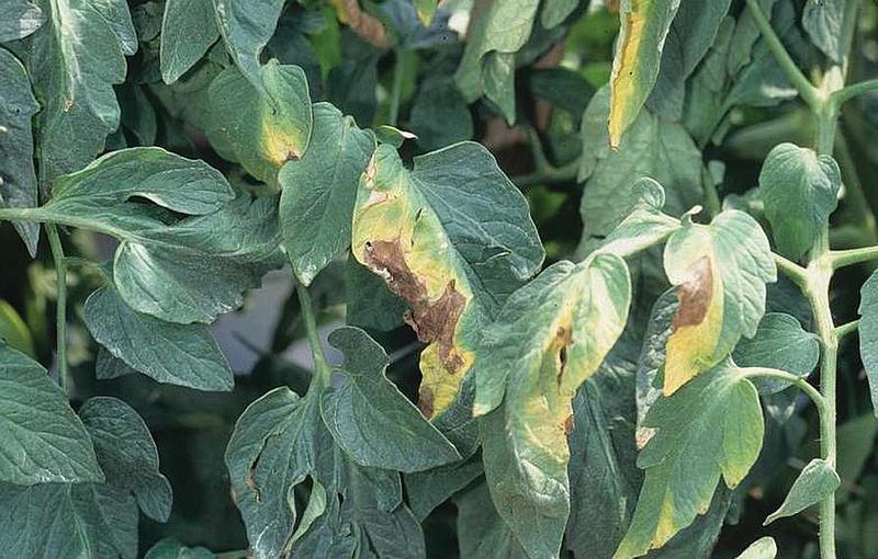 Patterned yellowing points toward disease Patterned yellowing points toward disease