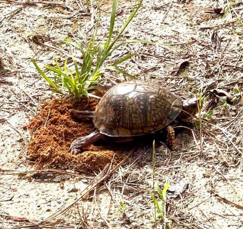 Pause the work instead of probing the soil