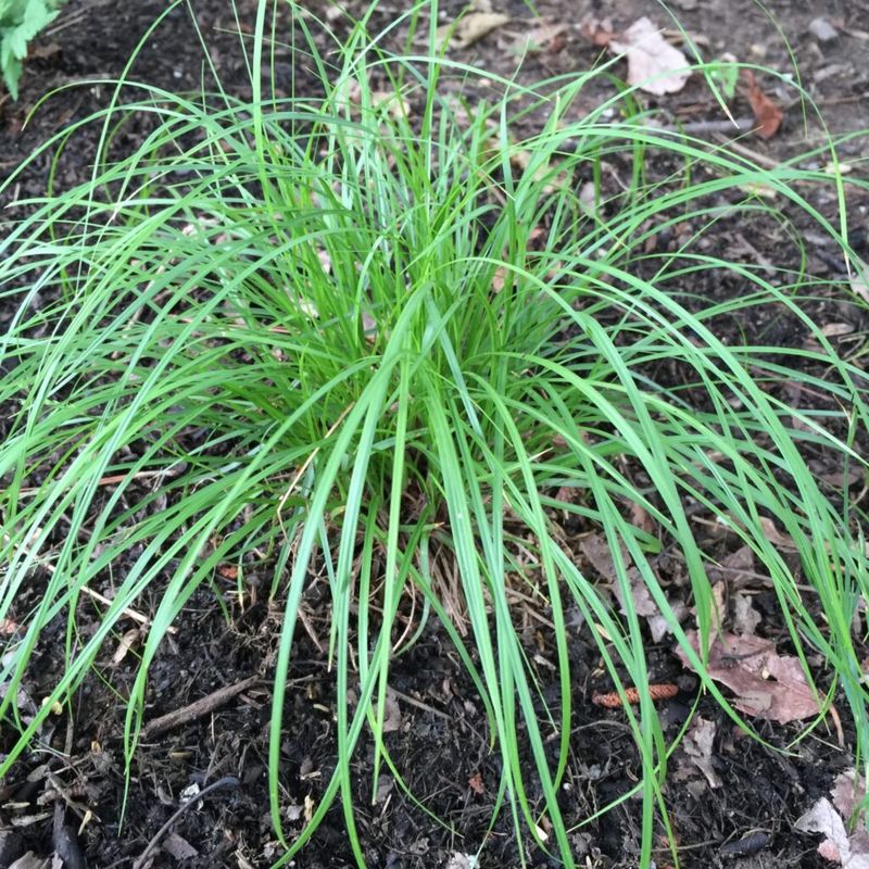 Pennsylvania Sedge (Carex pensylvanica)