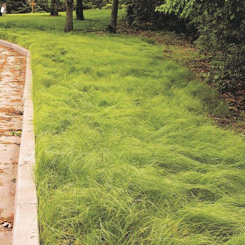 Pennsylvania Sedge (Carex pensylvanica)