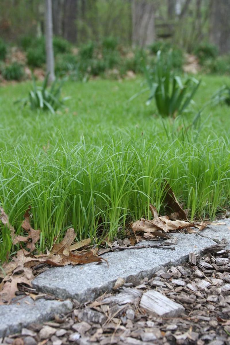 Pennsylvania Sedge (Carex pensylvanica)