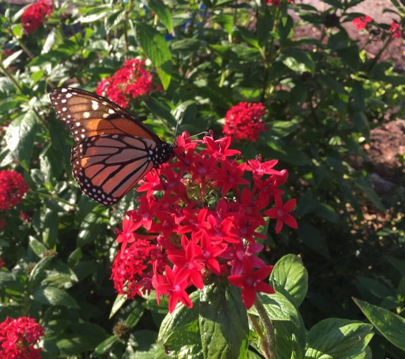 Pentas