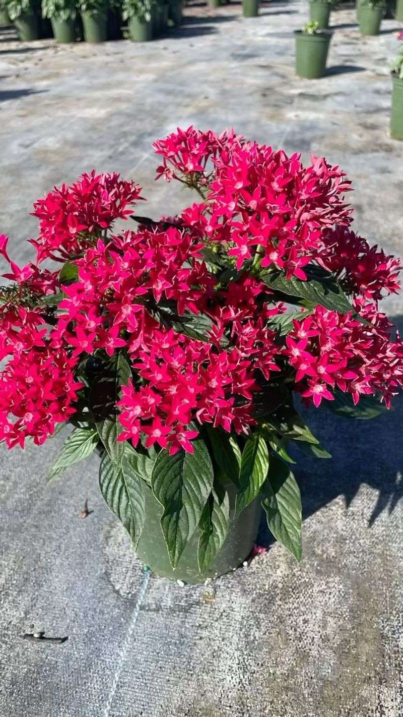 Pentas