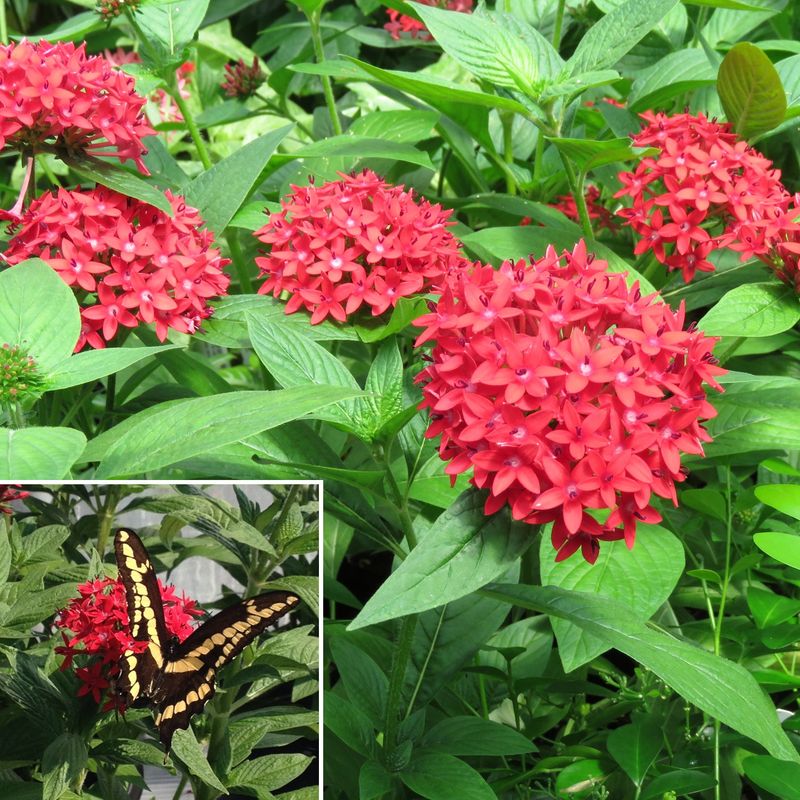 Pentas