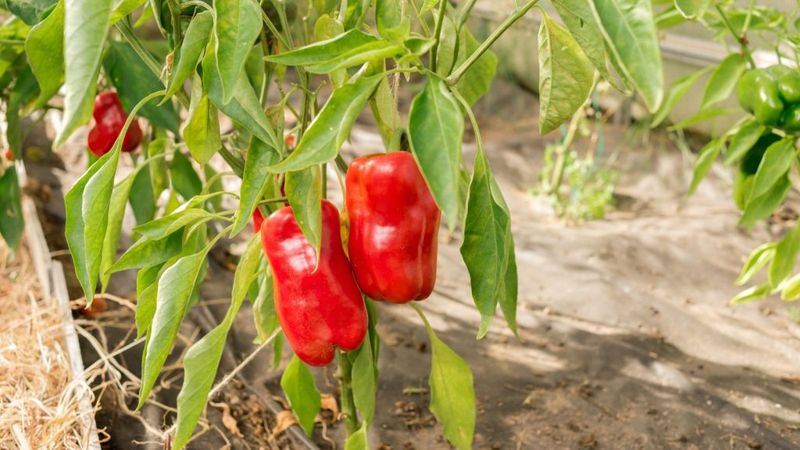 Peppers