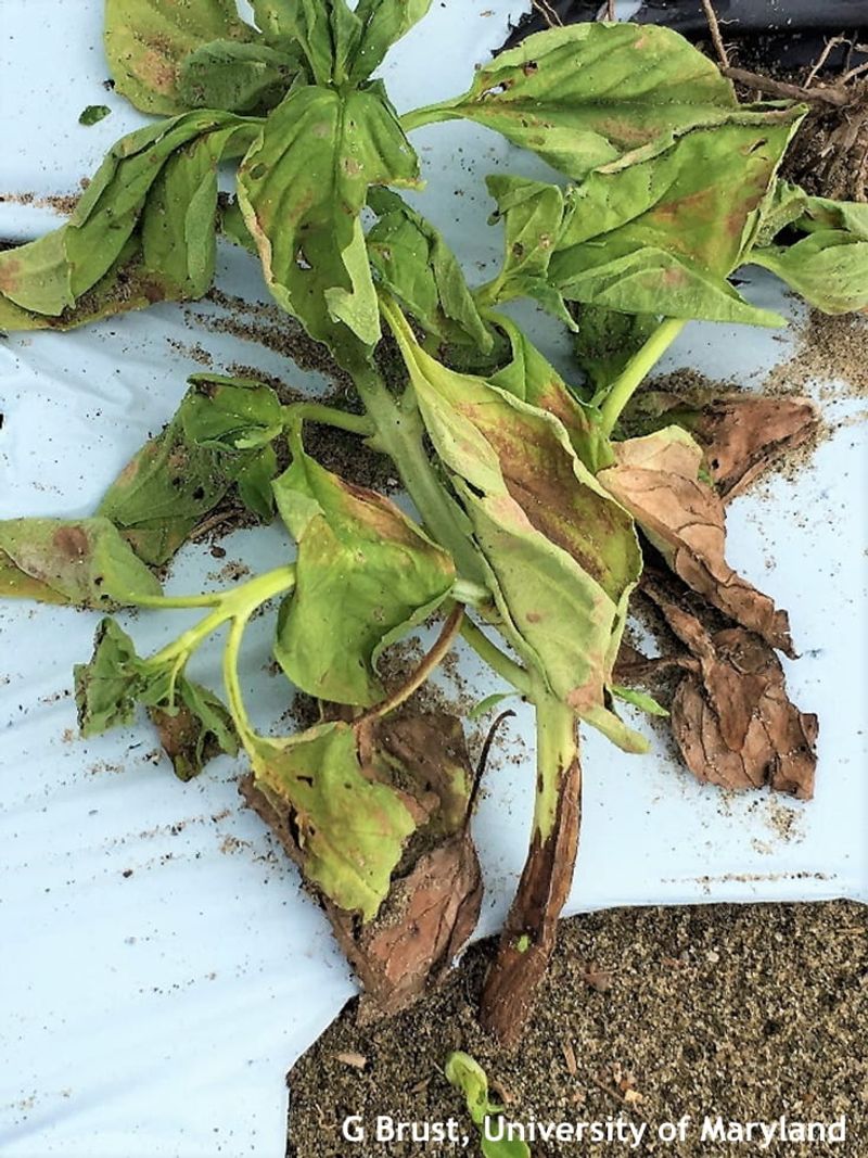Persistent Wilt Requires a Broader Diagnosis