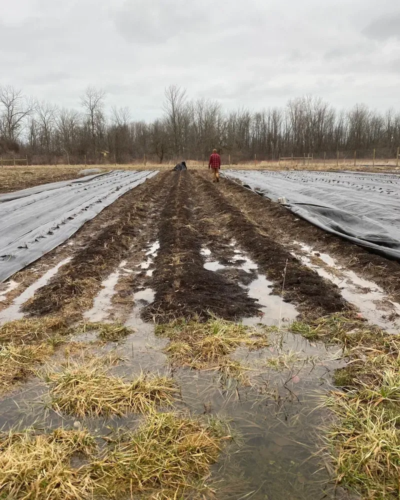Persistent wetness can weaken the root zone