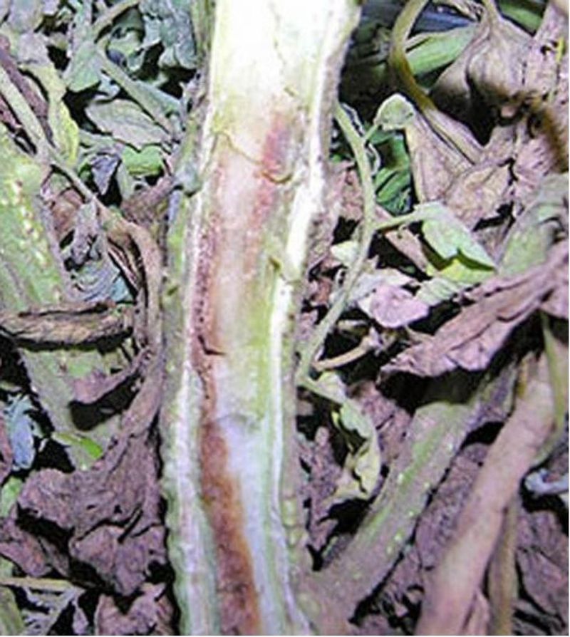 Persistent wilt can mean the plant cannot recover