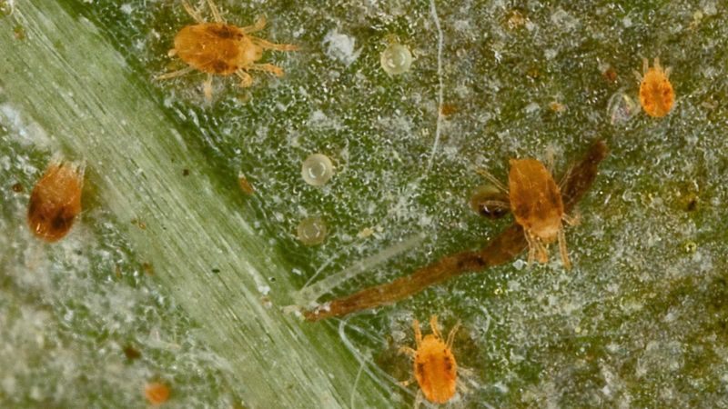 Pests and disease need specific clues before they lead the diagnosis