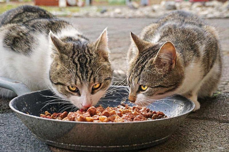 Pet Food Left on Porches or Patios Pet Food Left on Porches or Patios