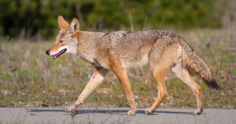 Pets need protection even when the howl is ordinary