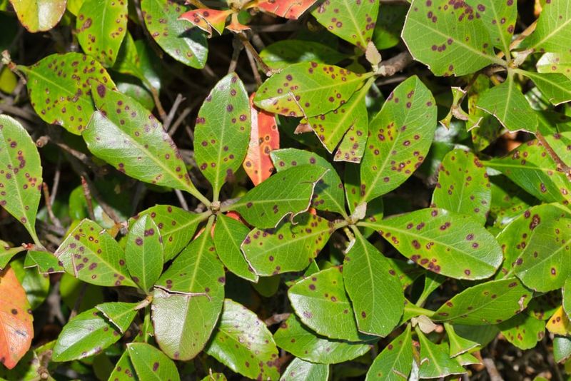 Photinia’s real risk is recurring leaf spot—not guaranteed failure Photinia’s real risk is recurring leaf spot—not guaranteed failure
