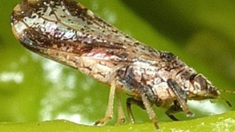 Photograph the insect and contain the situation Photograph the insect and contain the situation