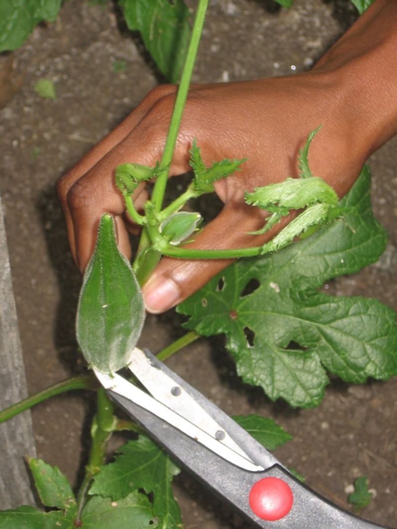 Pick gently and protect your skin