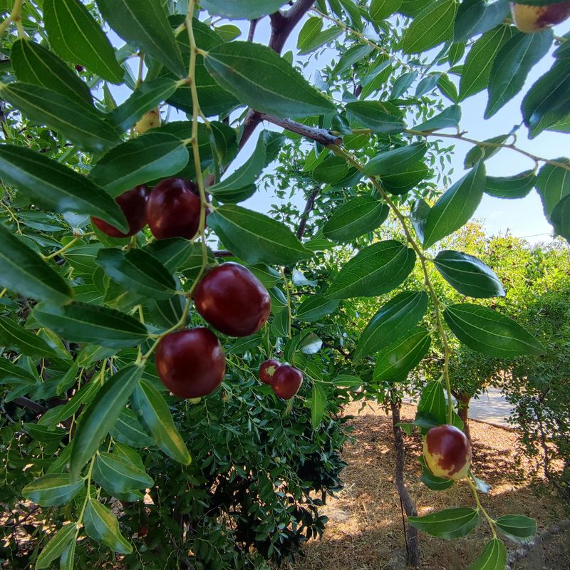 Pick gently and sort fruit before eating or drying
